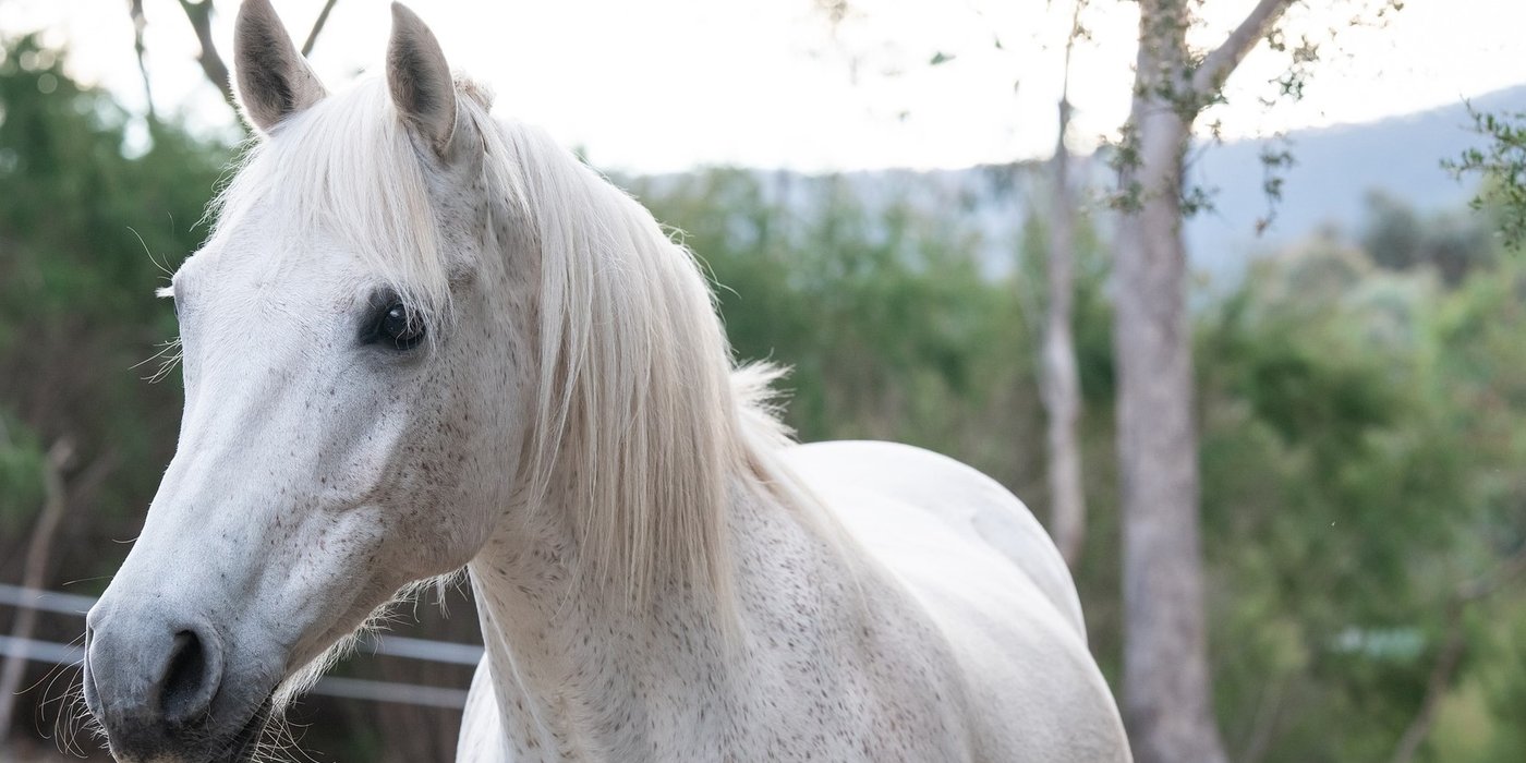 sortir le cheval au pré