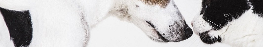 respect entre les animaux domestiques respect entre les animaux domestiques