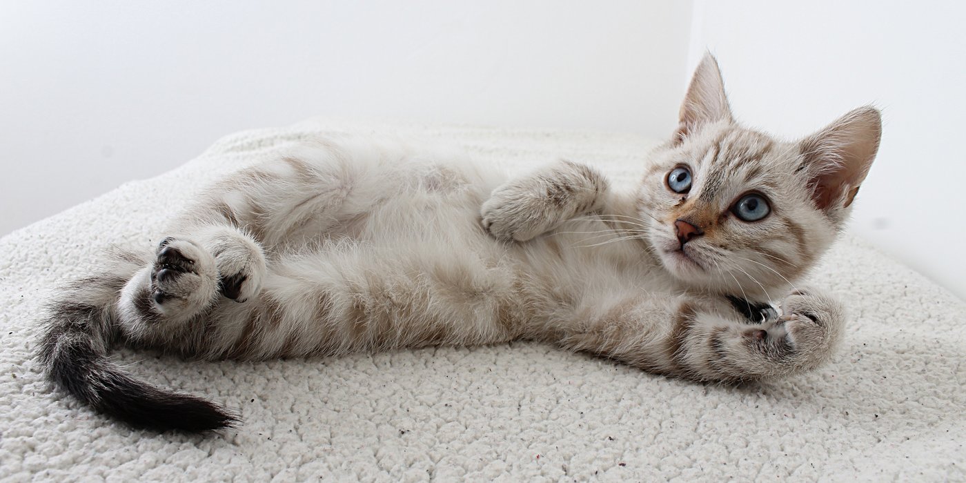 Le chat est à l'écoute de votre comportement Le chat est à l'écoute de votre comportement